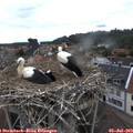 12_05-nest.jpg