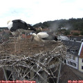 12_10-nest.jpg