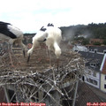 12_15-nest.jpg