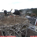12_20-nest.jpg