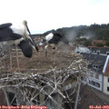 12_25-nest.jpg