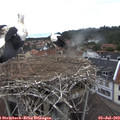 12_30-nest.jpg
