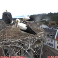 12_35-nest.jpg