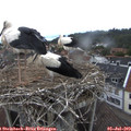 12_40-nest.jpg