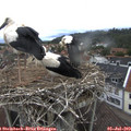 12_45-nest.jpg