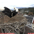 12_50-nest.jpg