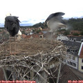 12_55-nest.jpg