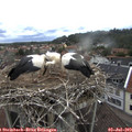 13_00-nest.jpg