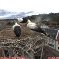 13_05-nest.jpg