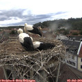 13_10-nest.jpg