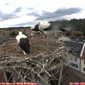 13_15-nest.jpg