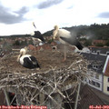 13_25-nest.jpg