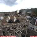 13_30-nest.jpg
