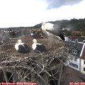 13_35-nest.jpg