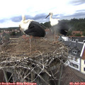 13_40-nest.jpg