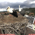 13_45-nest.jpg