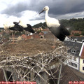 13_50-nest.jpg