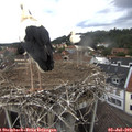 13_55-nest.jpg