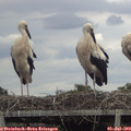 14_00-mast.jpg