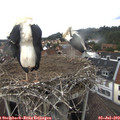 14_00-nest.jpg
