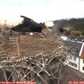14_05-nest.jpg