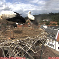 14_10-nest.jpg