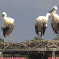 14_15-mast.jpg
