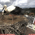 14_15-nest.jpg