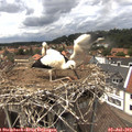 14_20-nest.jpg