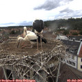 14_25-nest.jpg