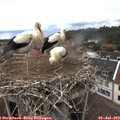 14_40-nest.jpg