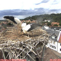 14_50-nest.jpg