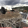 15_00-nest.jpg