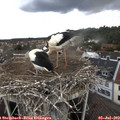 15_05-nest.jpg