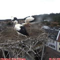 15_10-nest.jpg
