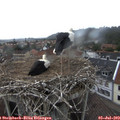 15_15-nest.jpg