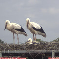 15_20-mast.jpg
