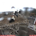 15_20-nest.jpg