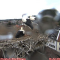 15_25-nest.jpg