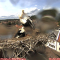 15_30-nest.jpg