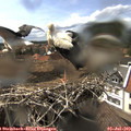 15_35-nest.jpg