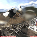 15_40-nest.jpg