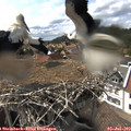 15_45-nest.jpg