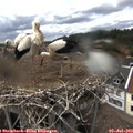 15_50-nest.jpg