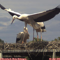 15_55-mast.jpg