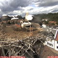 15_55-nest.jpg