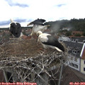16_00-nest.jpg