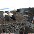 16_05-nest.jpg