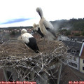 16_10-nest.jpg