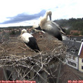 16_15-nest.jpg